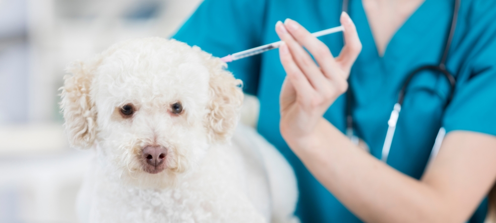 Vacuna para mascota
