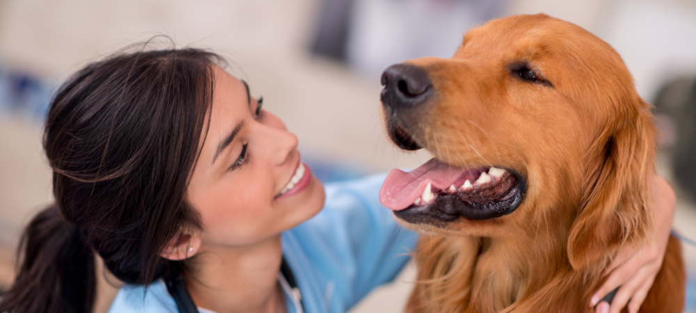 atencion veterinaria